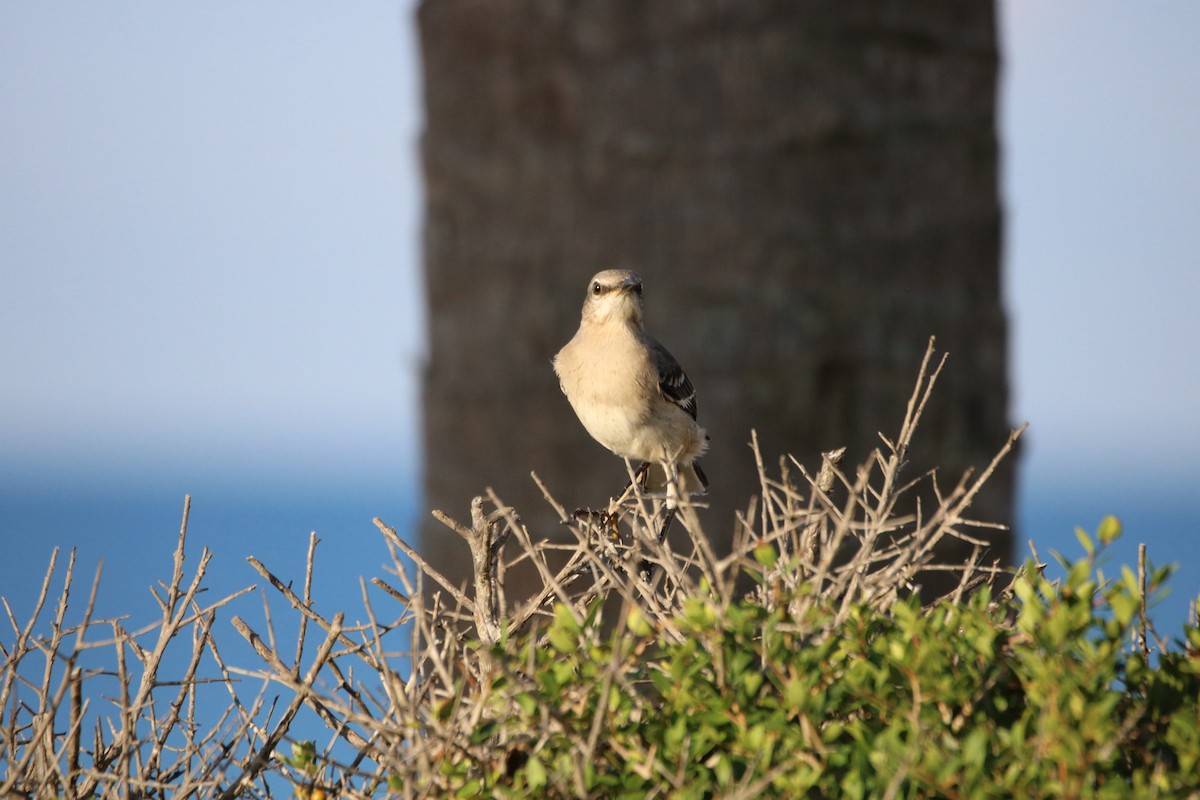 Northern Mockingbird - ML624141567