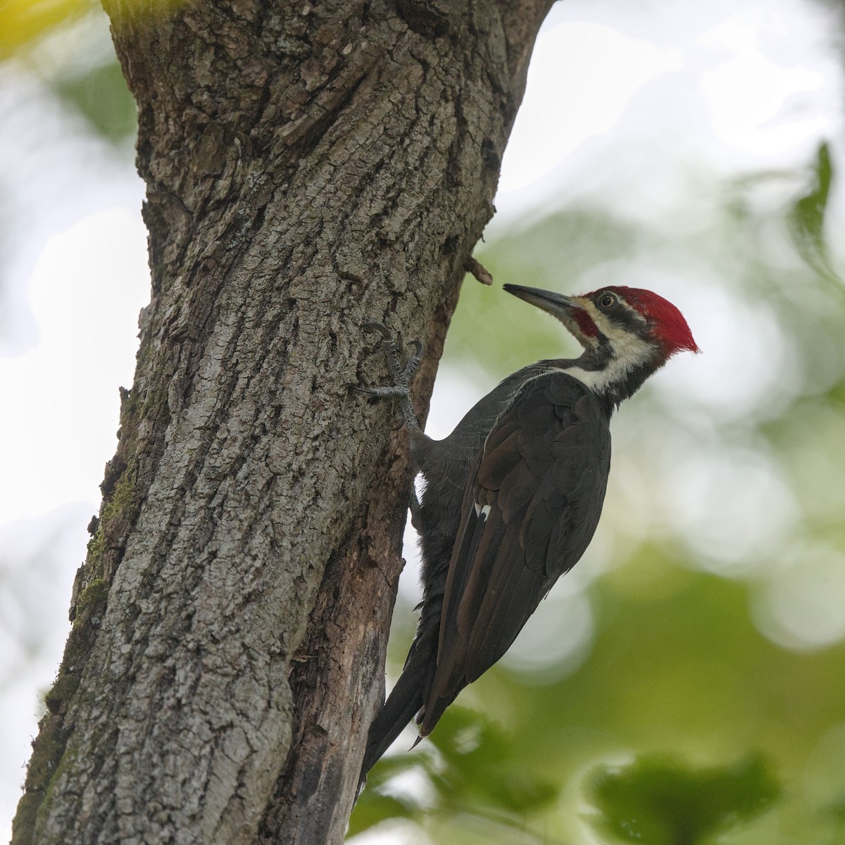Pileated Woodpecker - ML624141581