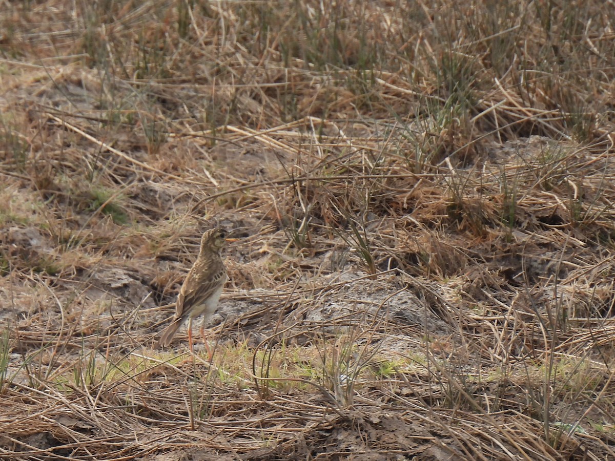 Paddyfield Pipit - ML624141589