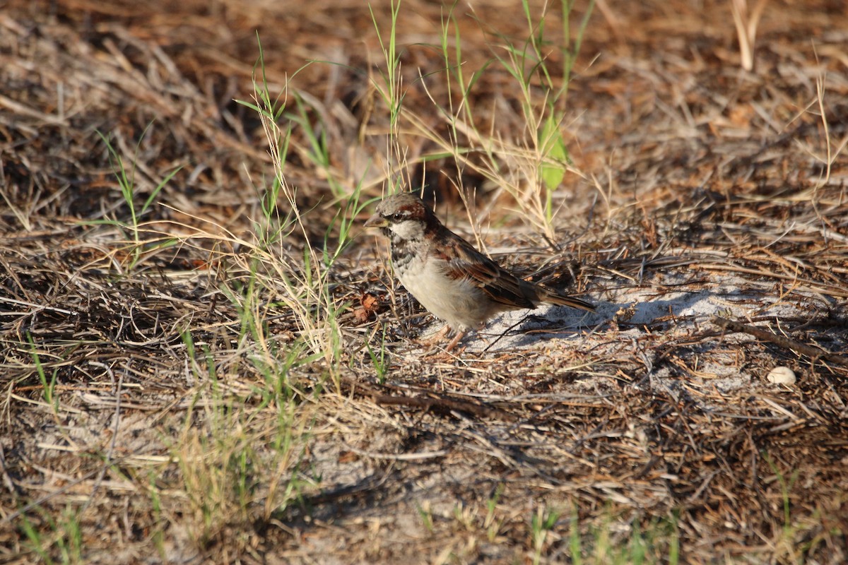 House Sparrow - Kelly Krechmer