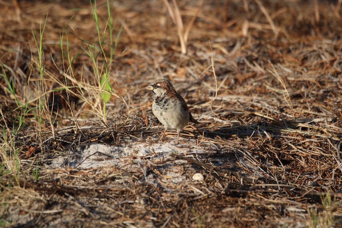 Moineau domestique - ML624141591