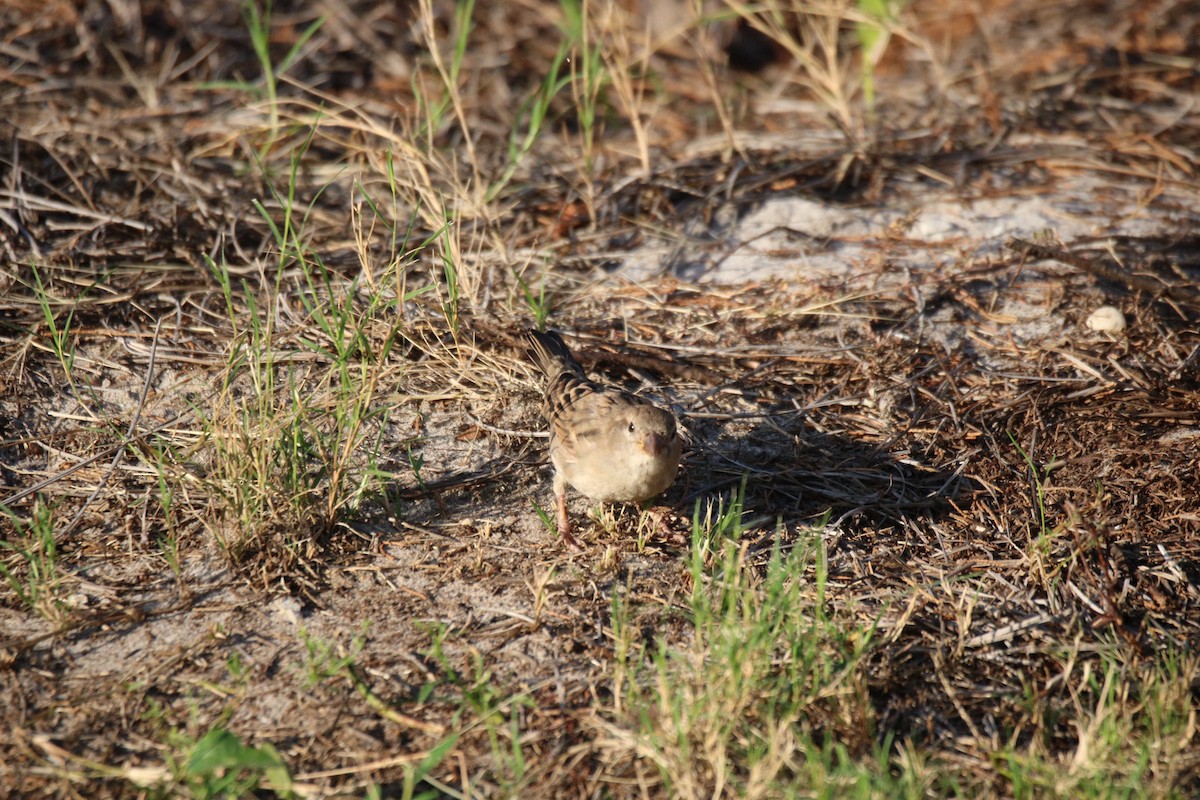 Moineau domestique - ML624141592