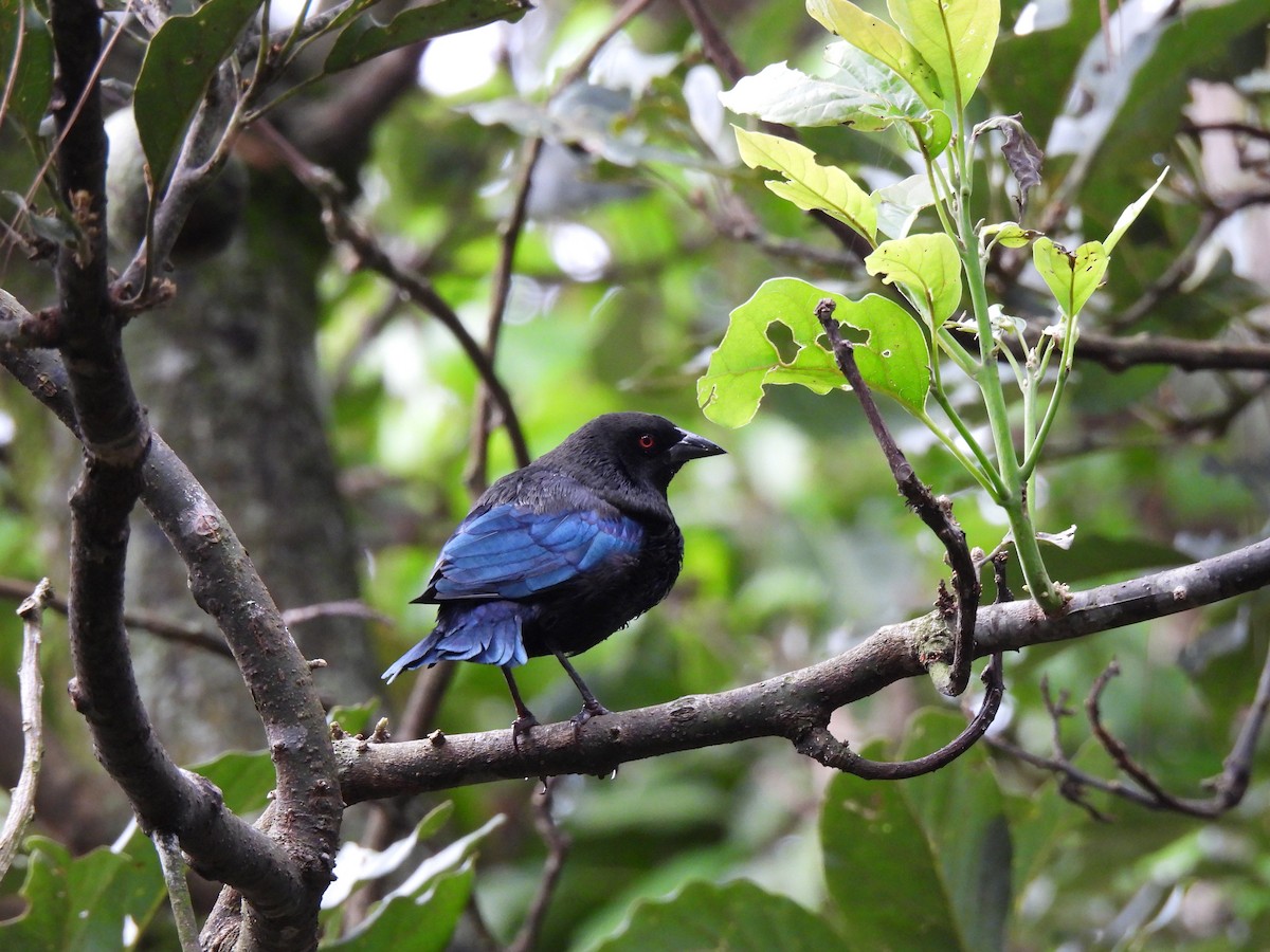 Bronzed Cowbird - ML624141635