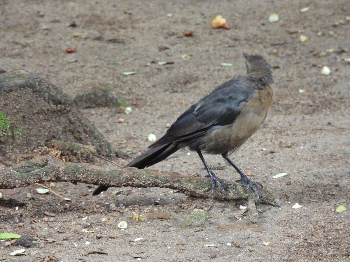 Great-tailed Grackle - María Eugenia Paredes Sánchez