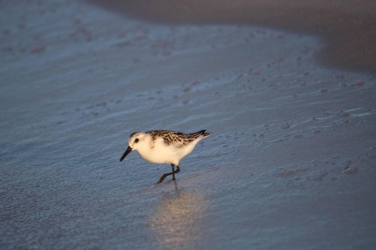 Bécasseau sanderling - ML624141651