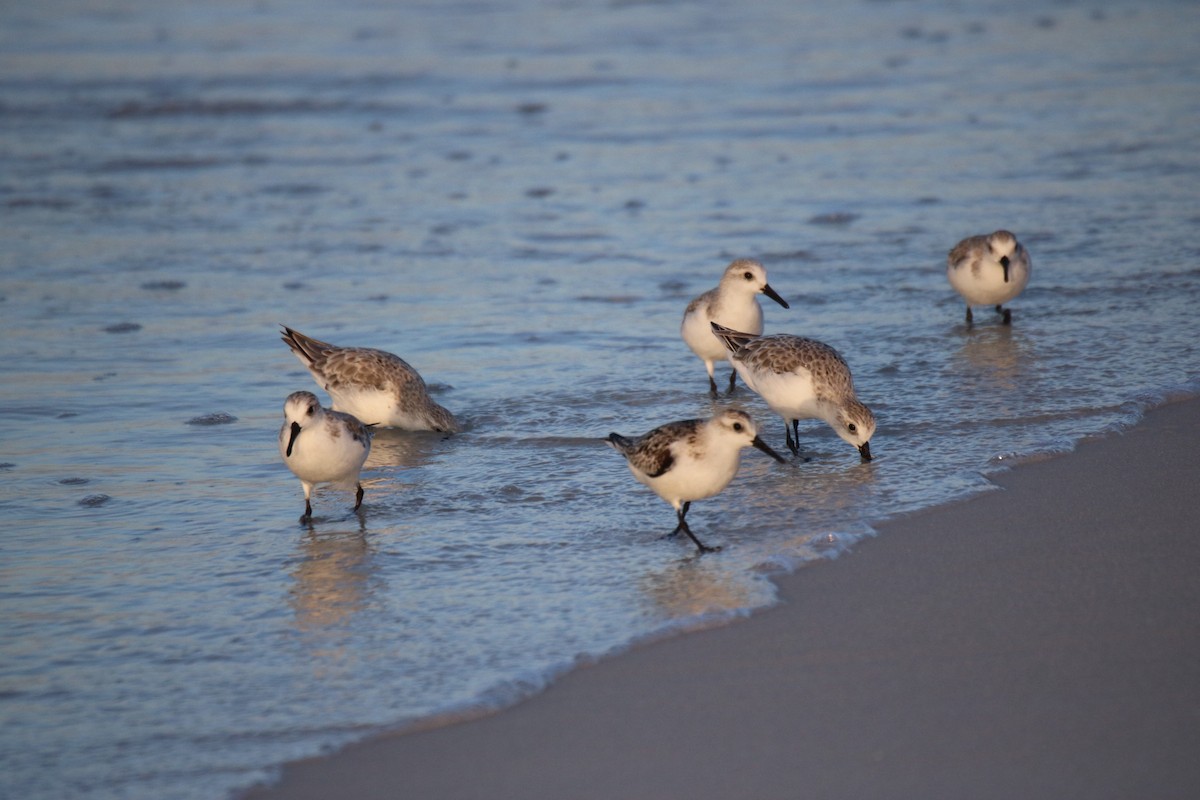 Sanderling - Kelly Krechmer