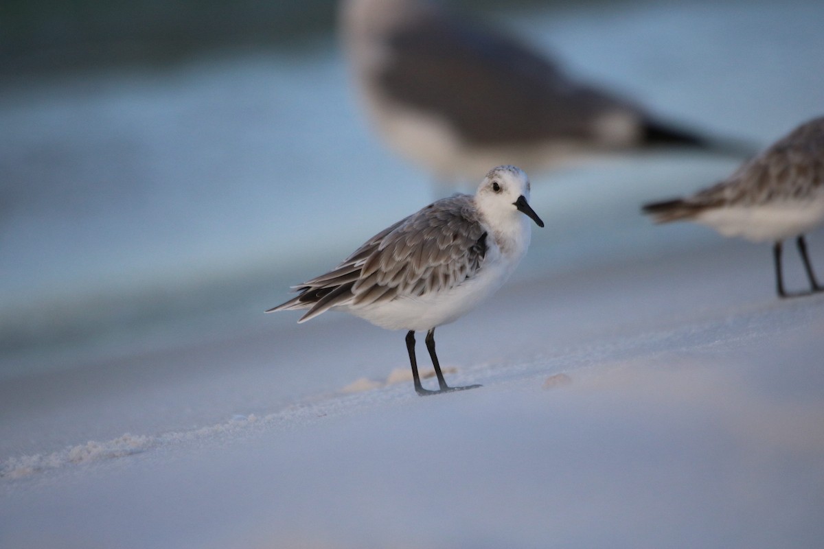 Bécasseau sanderling - ML624141653