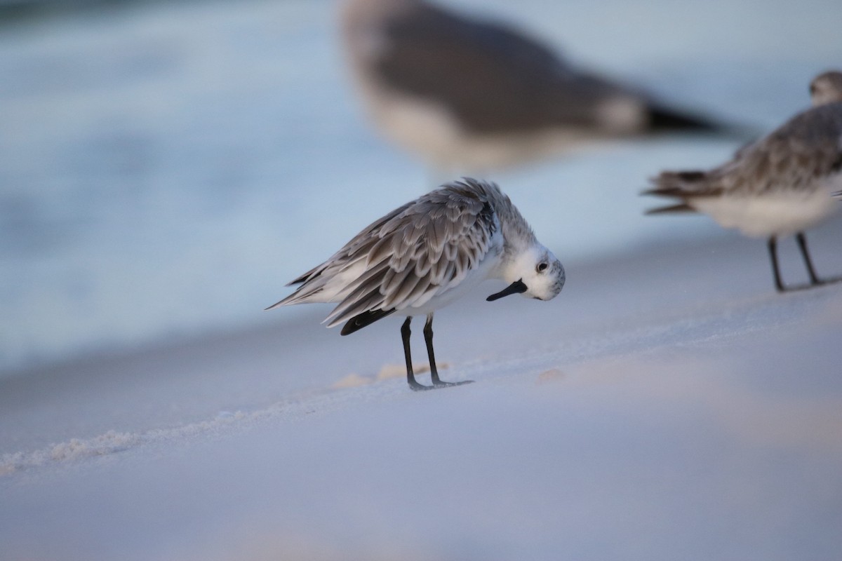 Sanderling - Kelly Krechmer