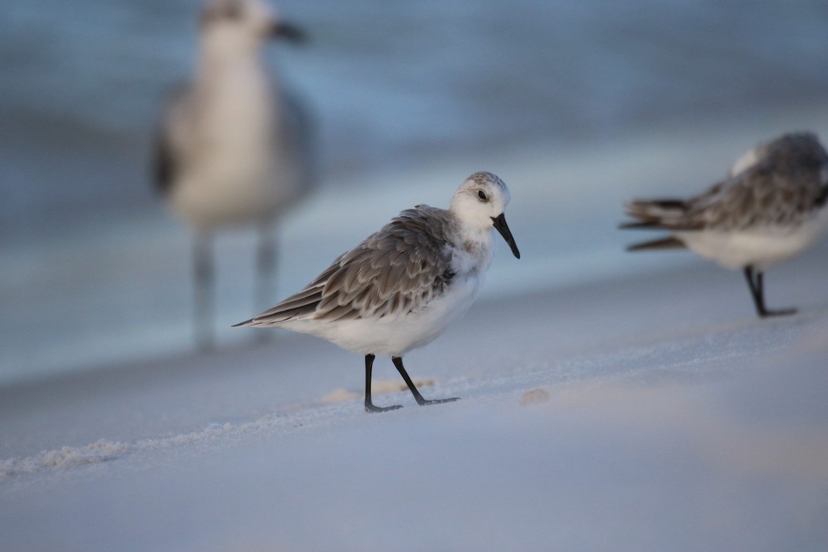 Bécasseau sanderling - ML624141655