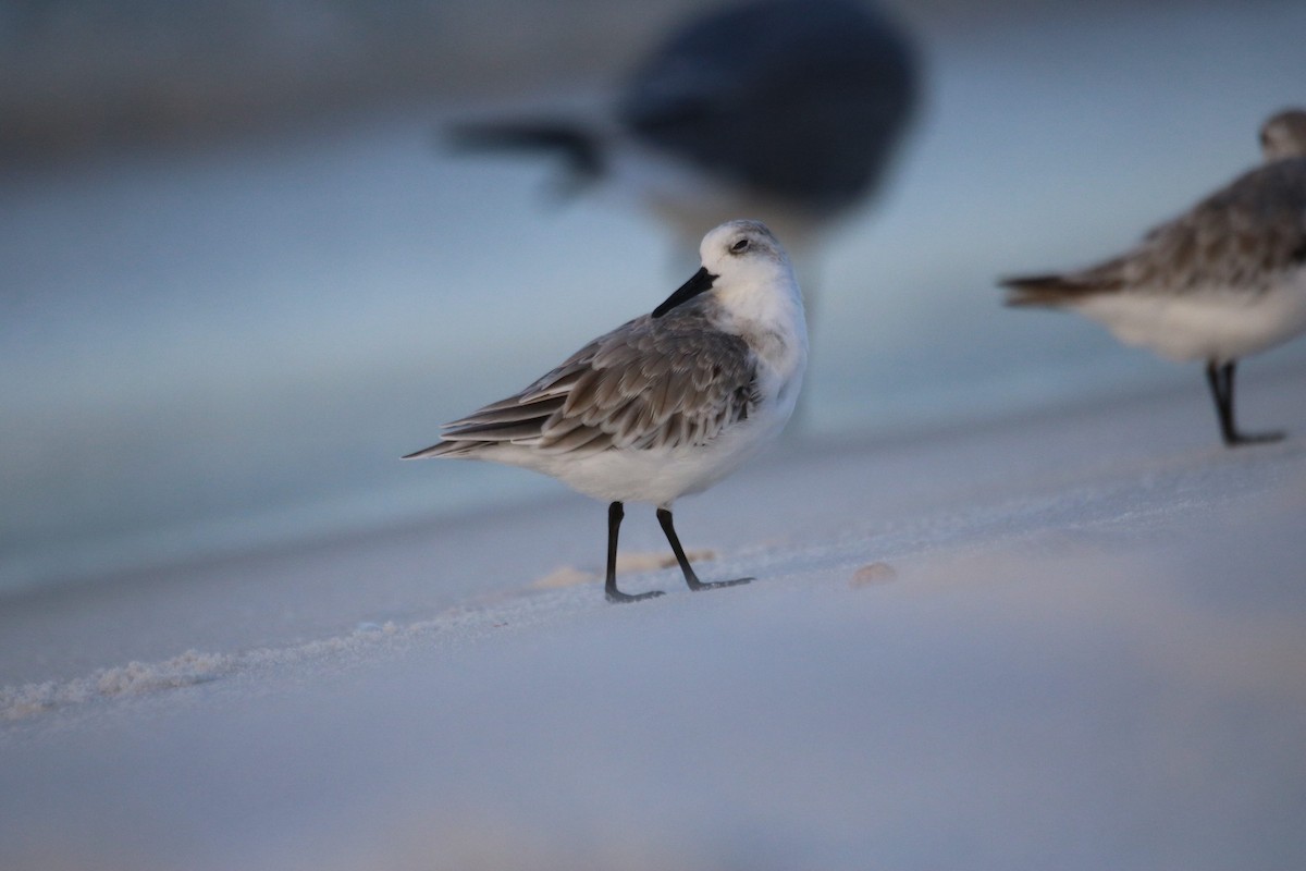 Bécasseau sanderling - ML624141656