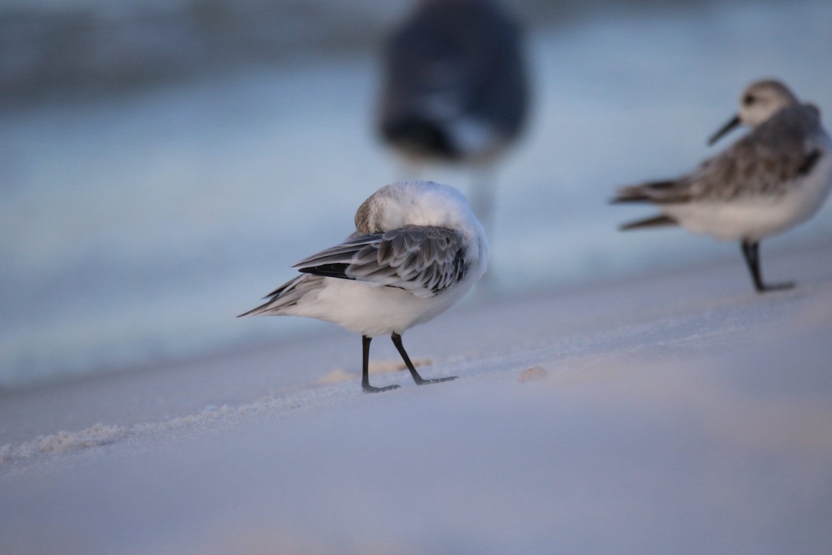 Bécasseau sanderling - ML624141657