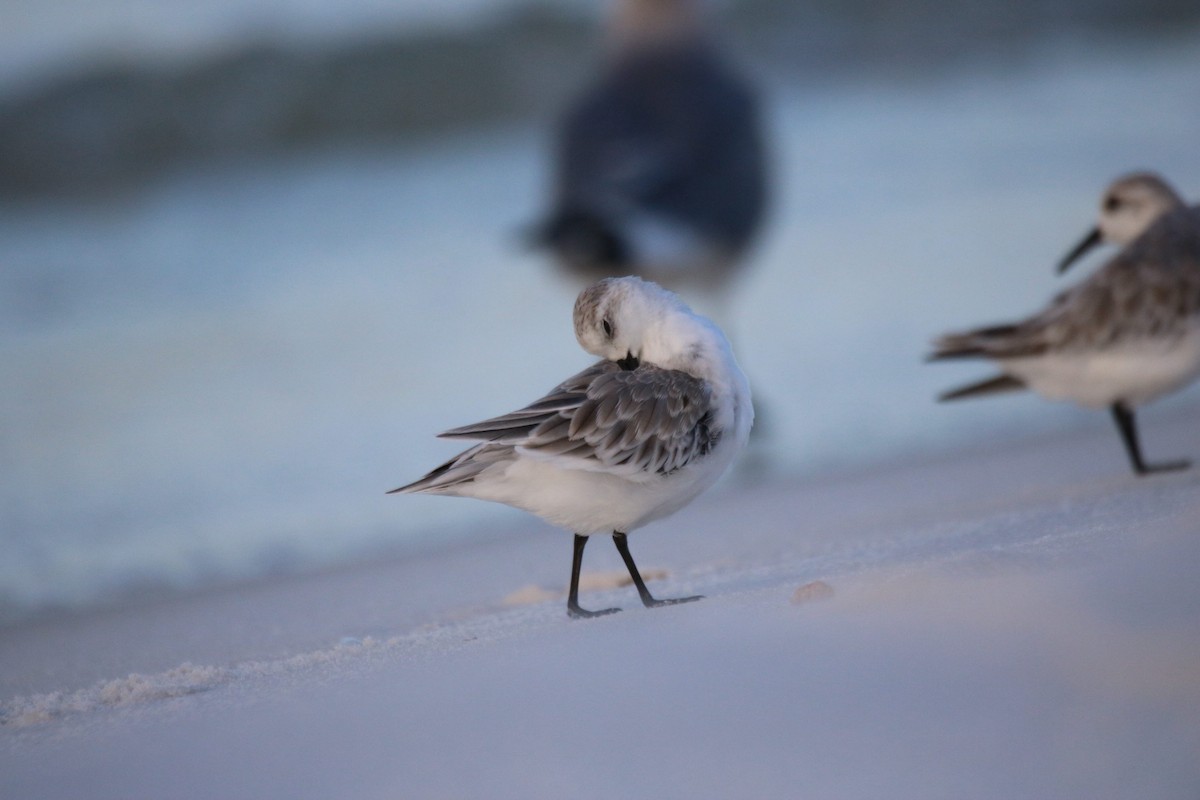 Bécasseau sanderling - ML624141658