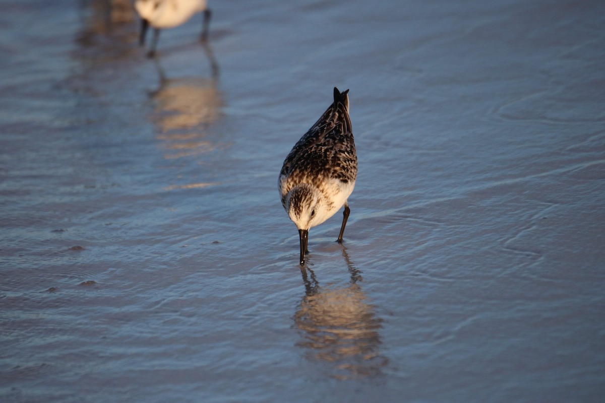 Bécasseau sanderling - ML624141659