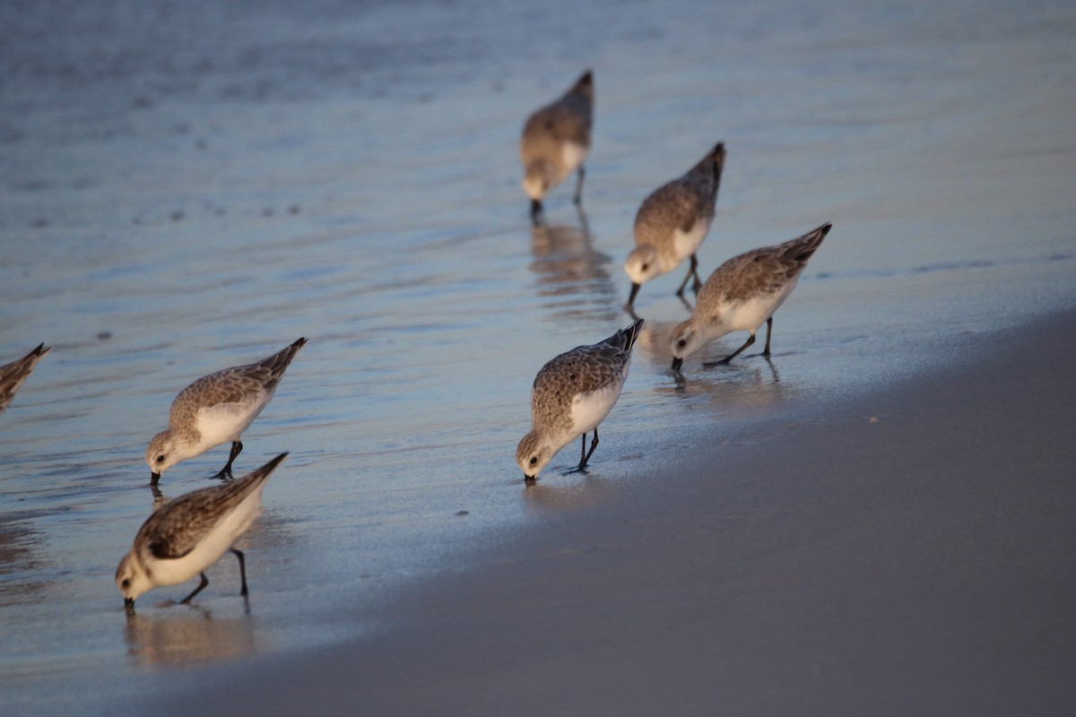 Bécasseau sanderling - ML624141660