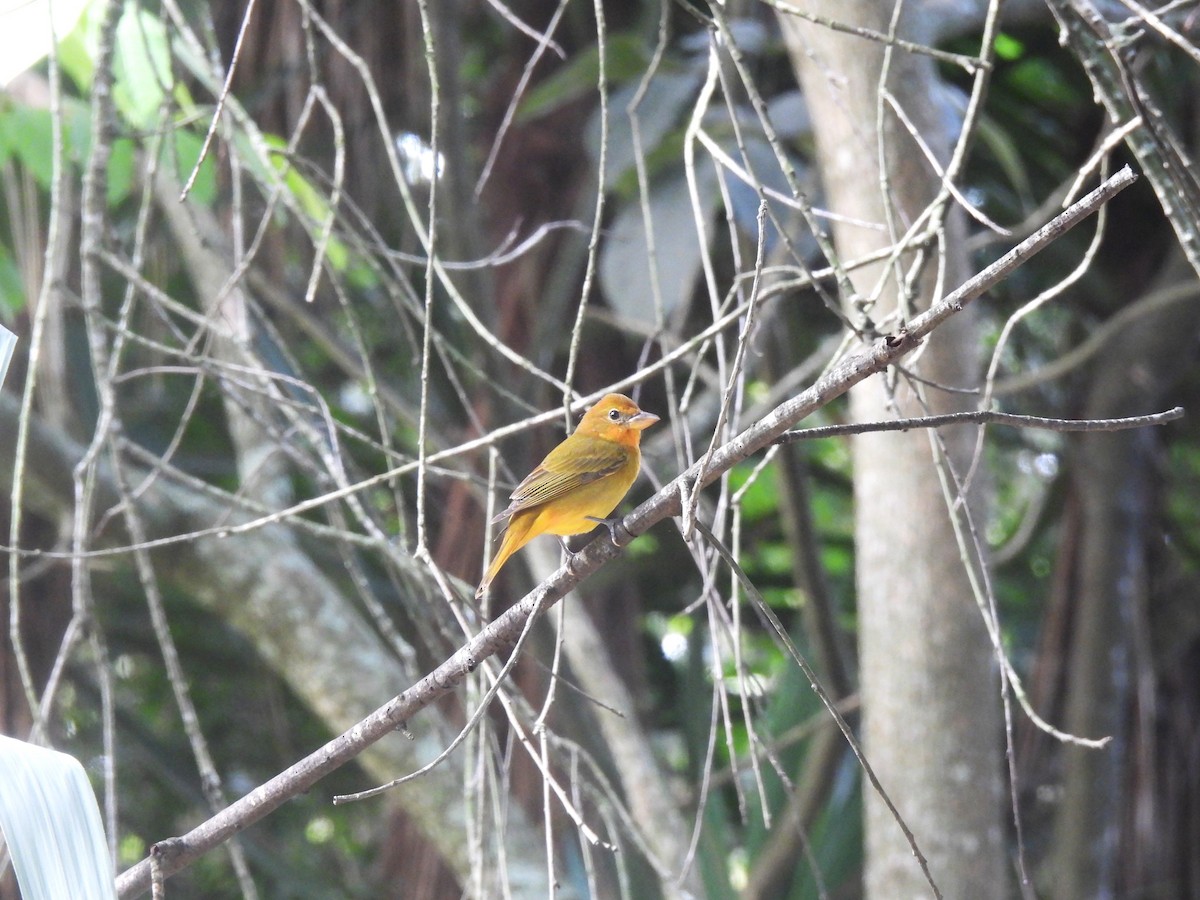 Summer Tanager - María Eugenia Paredes Sánchez