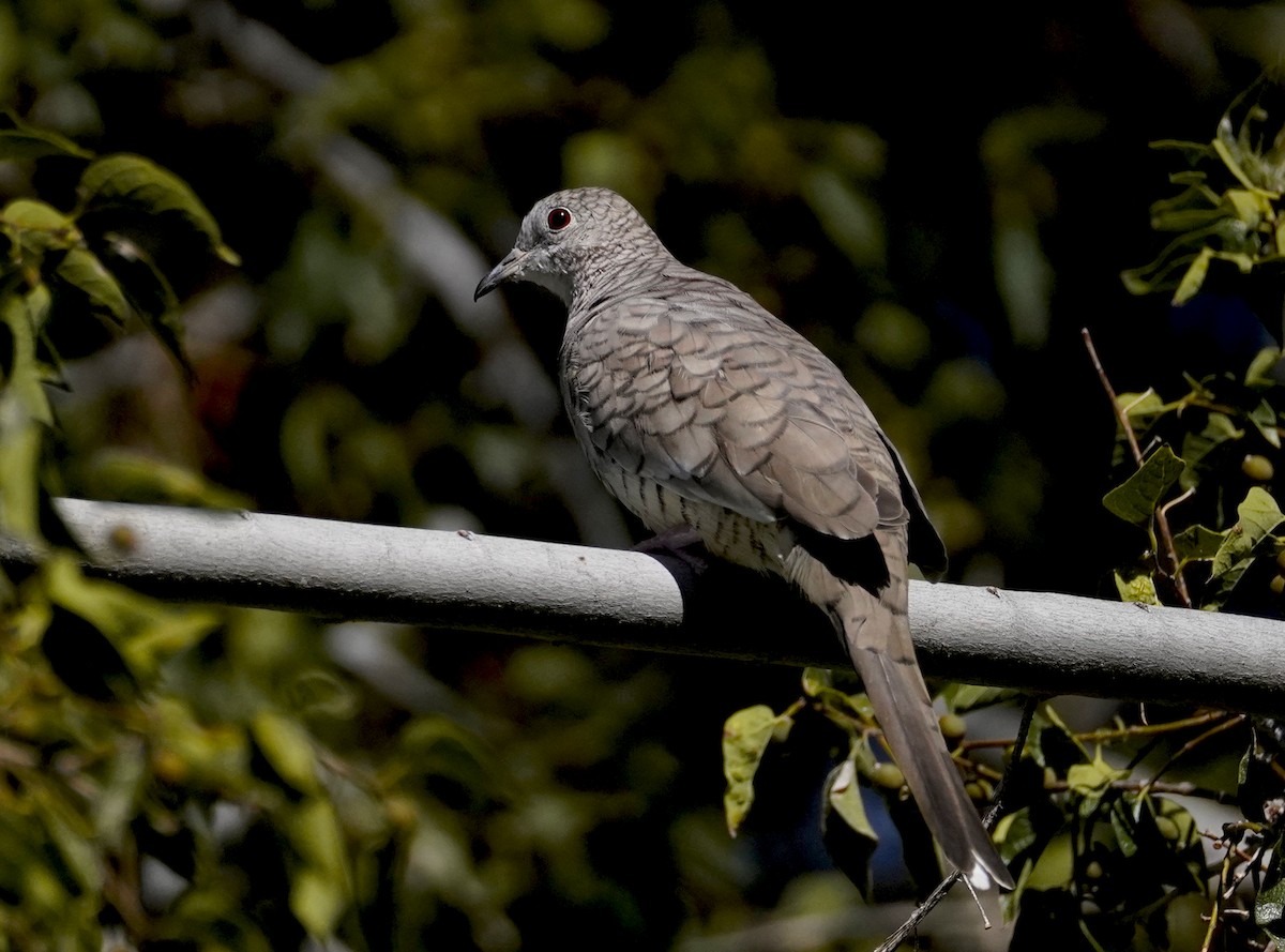 Inca Dove - ML624141676