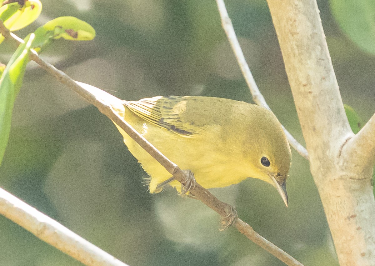 Yellow Warbler - ML624141683