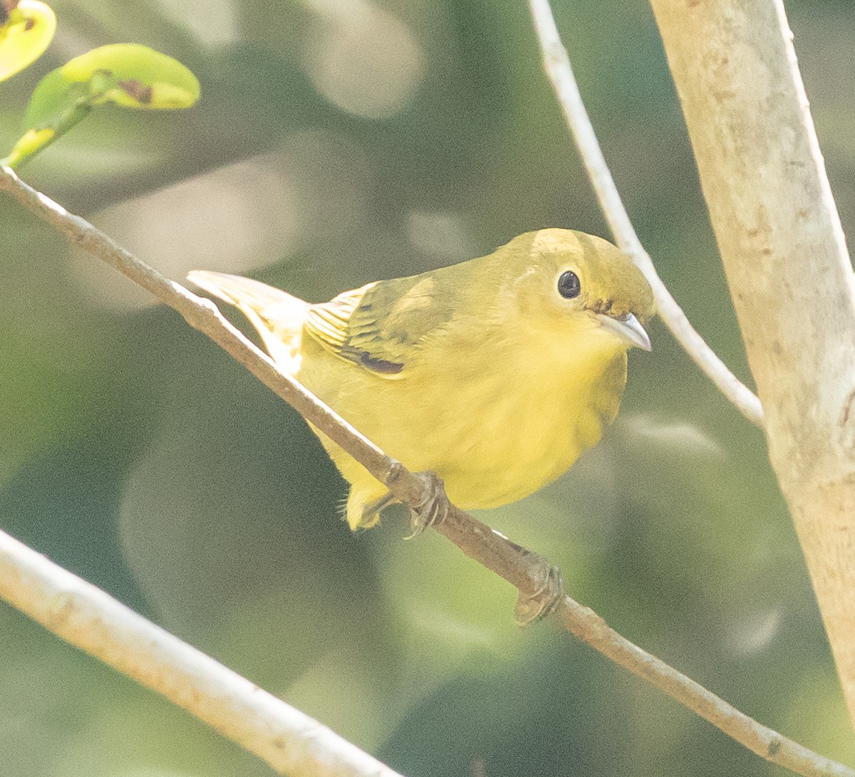 Yellow Warbler - ML624141684