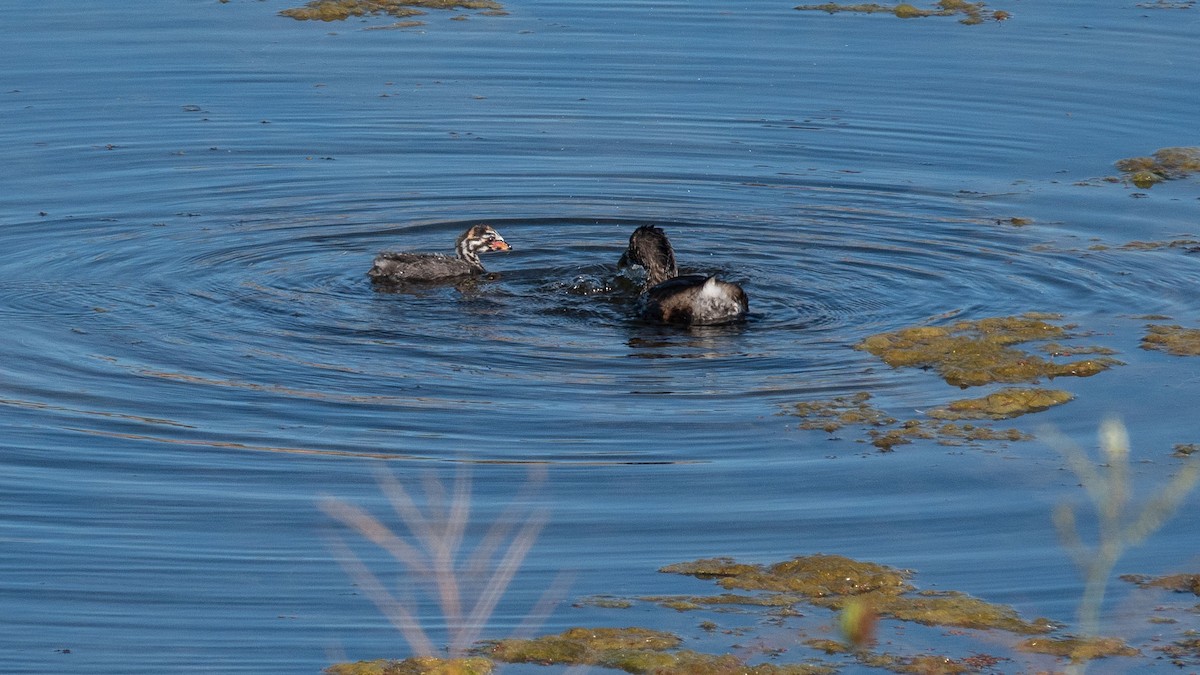 Pied-billed Grebe - ML624141735