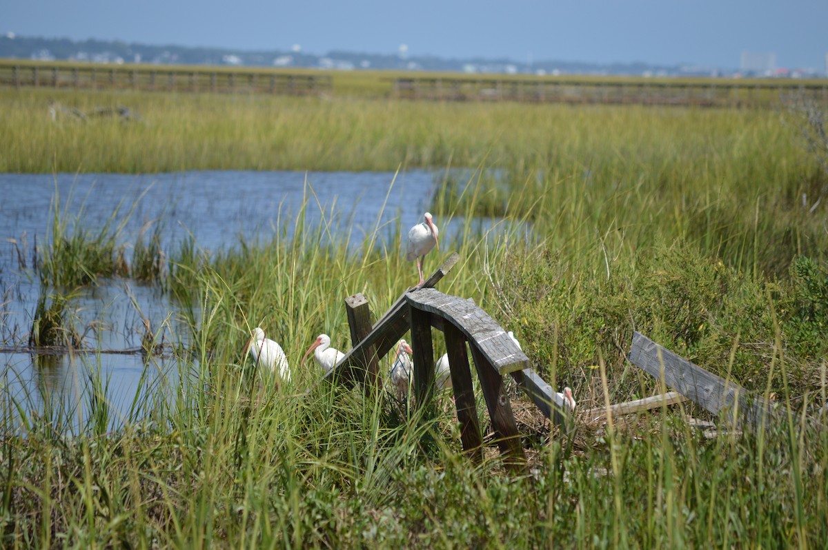 White Ibis - Shaun Ryan