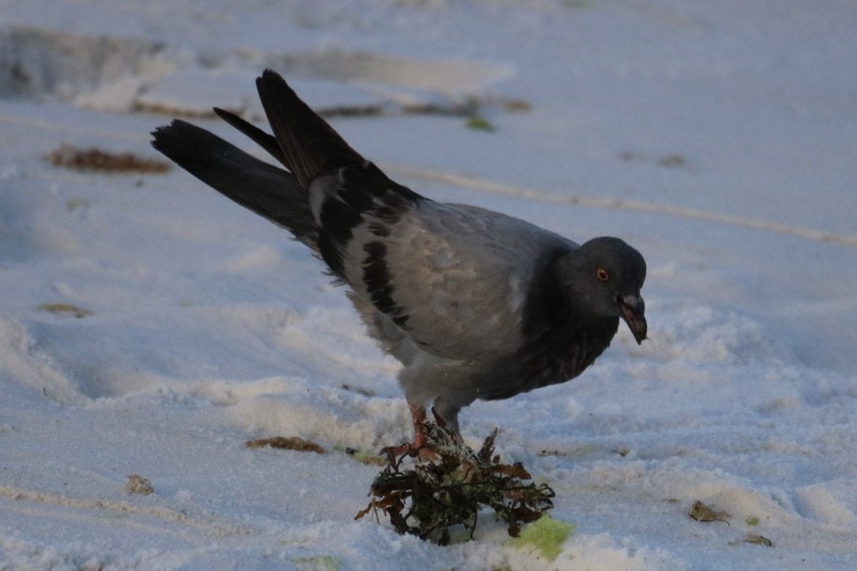 Rock Pigeon (Feral Pigeon) - ML624141751