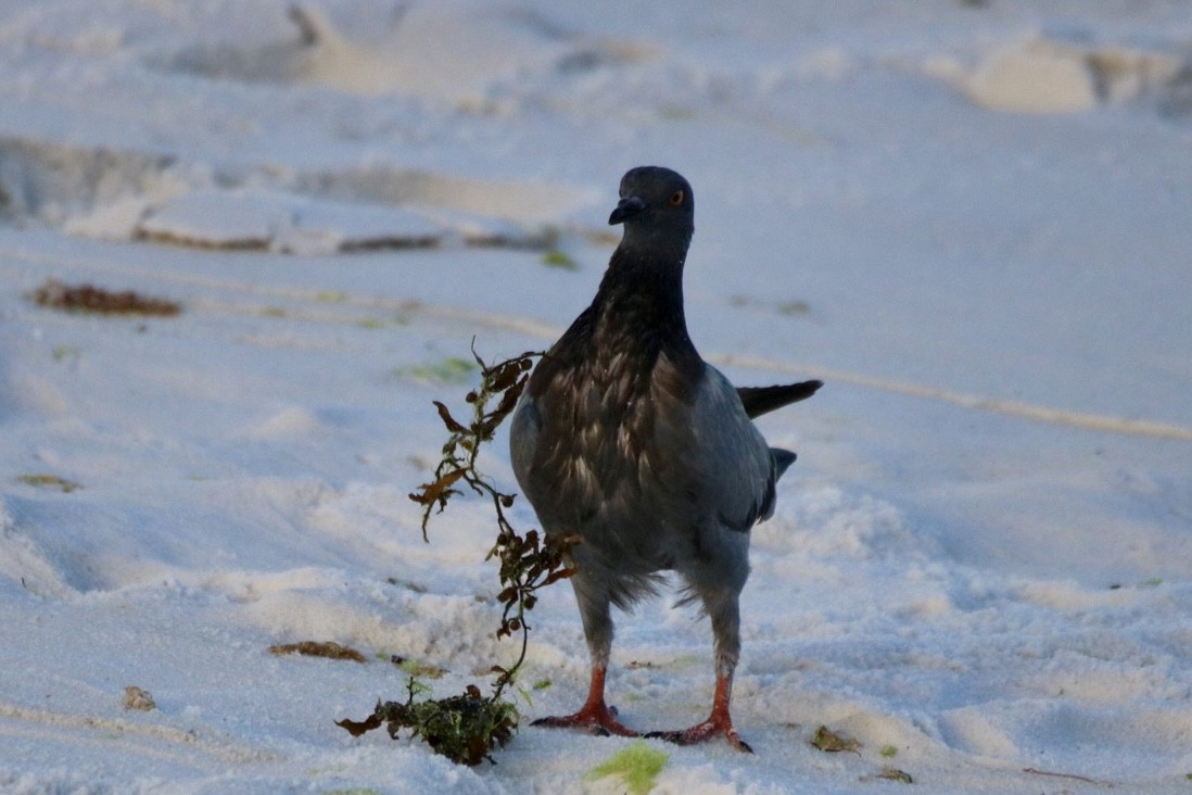 Rock Pigeon (Feral Pigeon) - Kelly Krechmer