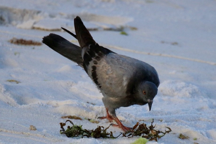 Rock Pigeon (Feral Pigeon) - Kelly Krechmer