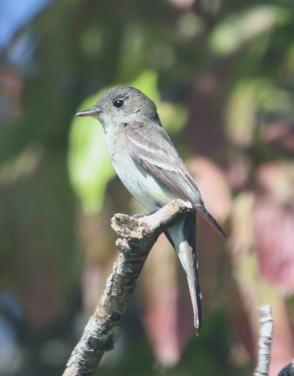 Eastern Wood-Pewee - ML624141755