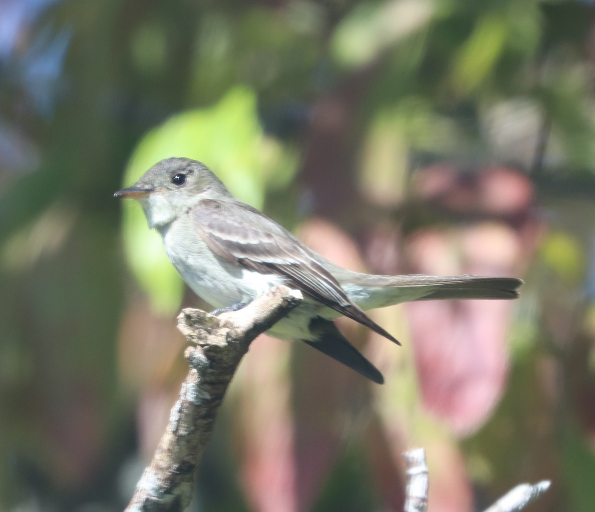 Eastern Wood-Pewee - ML624141756