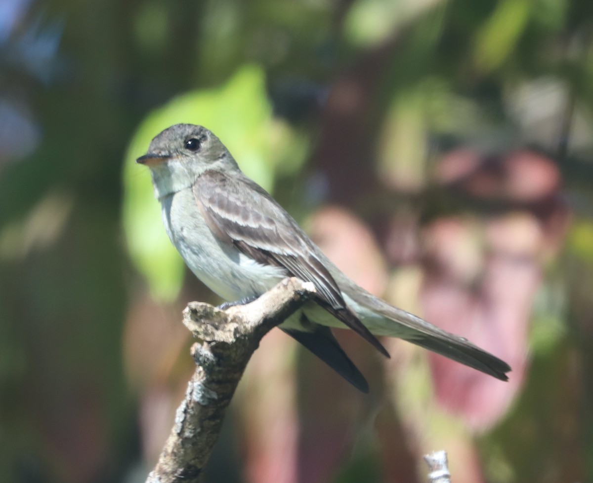 Eastern Wood-Pewee - ML624141757