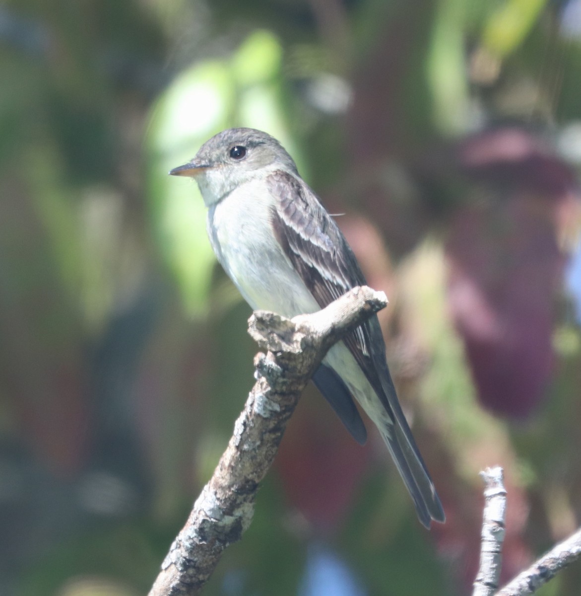 Eastern Wood-Pewee - ML624141758