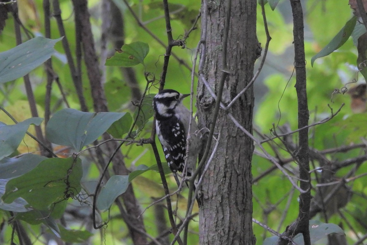 Downy Woodpecker - ML624141759