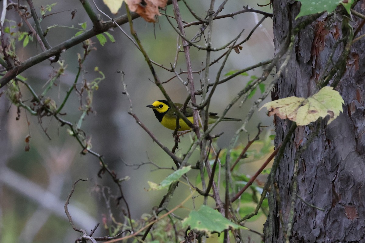 Hooded Warbler - ML624141802