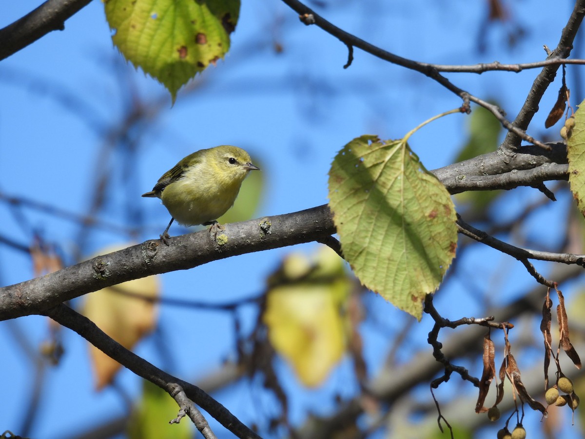 Orange-crowned Warbler - Lin Johnston
