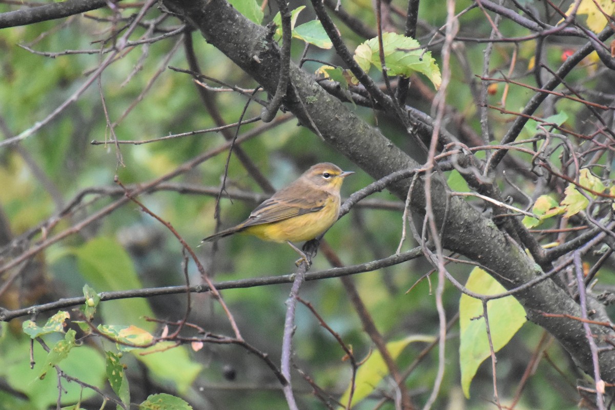 Palm Warbler (Yellow) - ML624141804