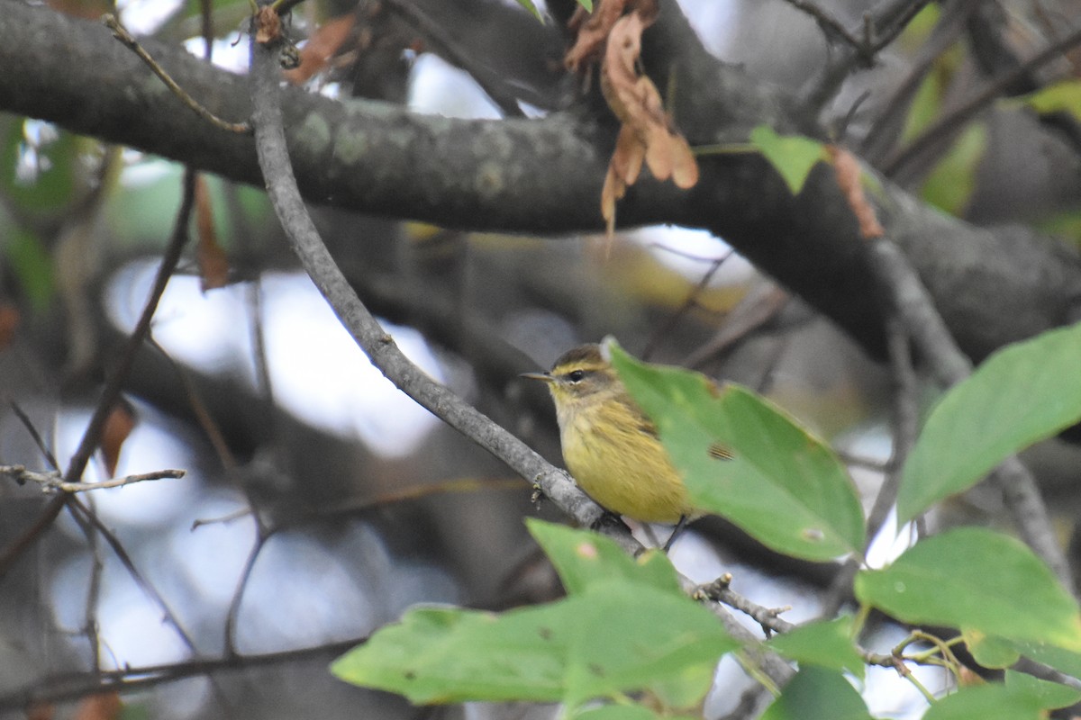 Palm Warbler (Yellow) - ML624141805