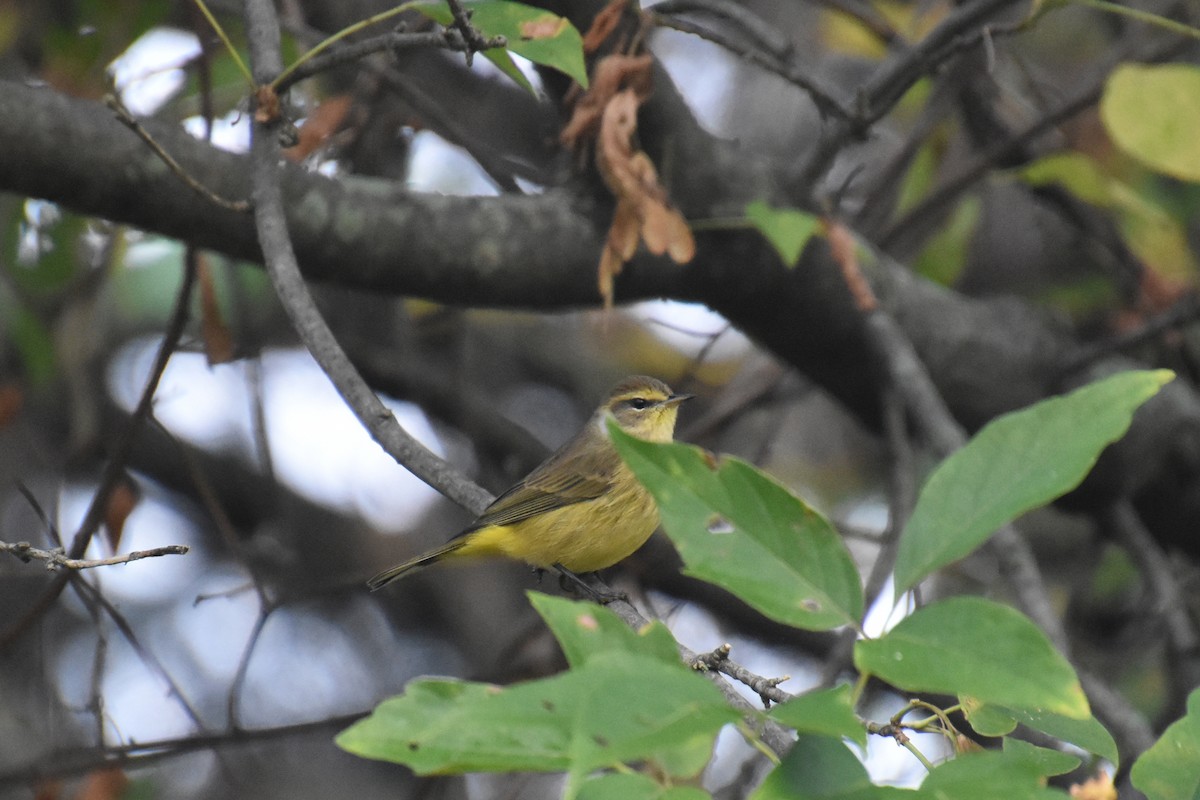 Palm Warbler (Yellow) - ML624141806