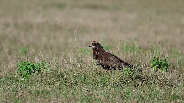 Western Marsh Harrier - ML624141832