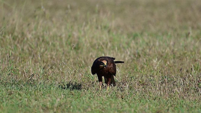 Western Marsh Harrier - ML624141835