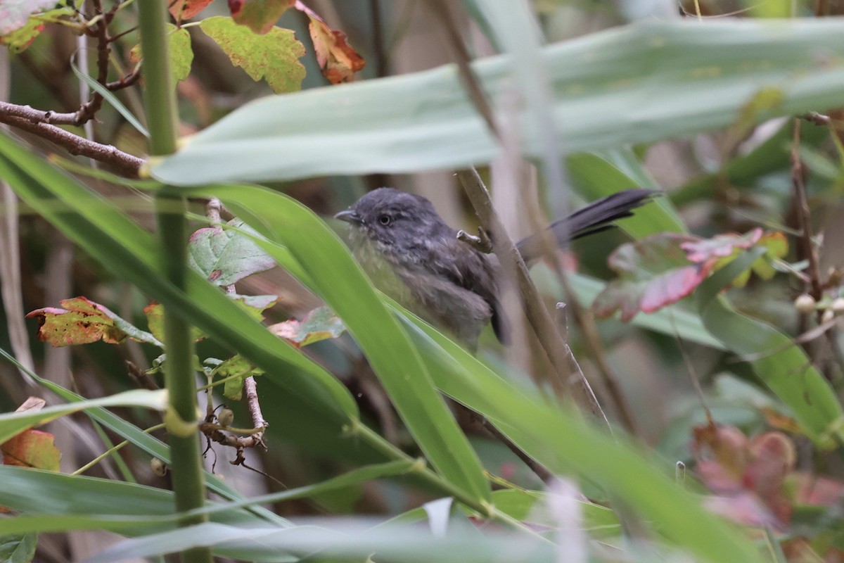 Wrentit - Ann Stockert