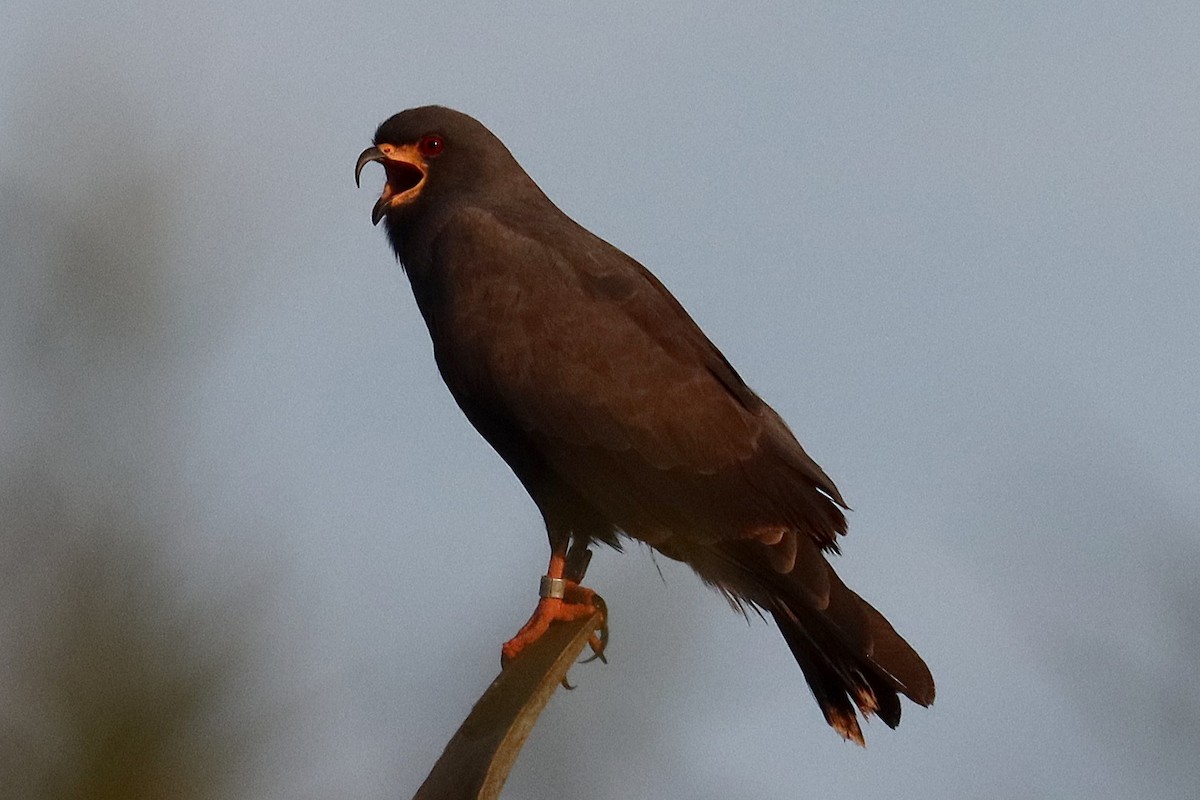 Snail Kite - ML624141901