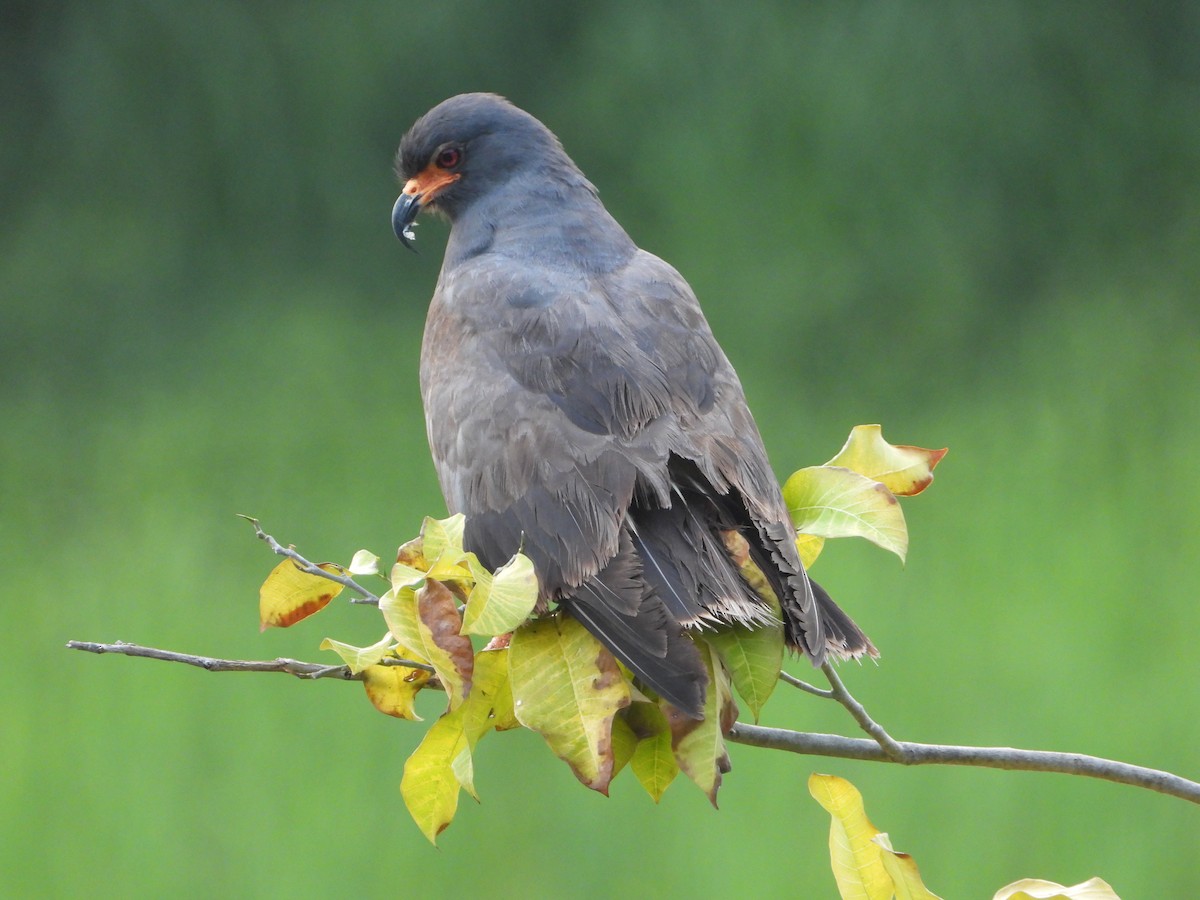 Snail Kite - ML624141904