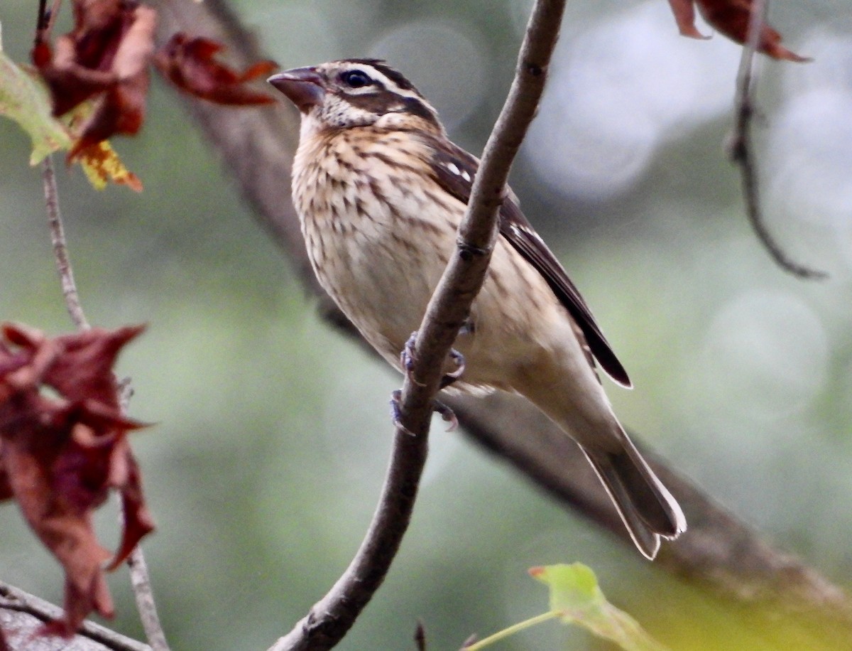 Rose-breasted Grosbeak - ML624141909