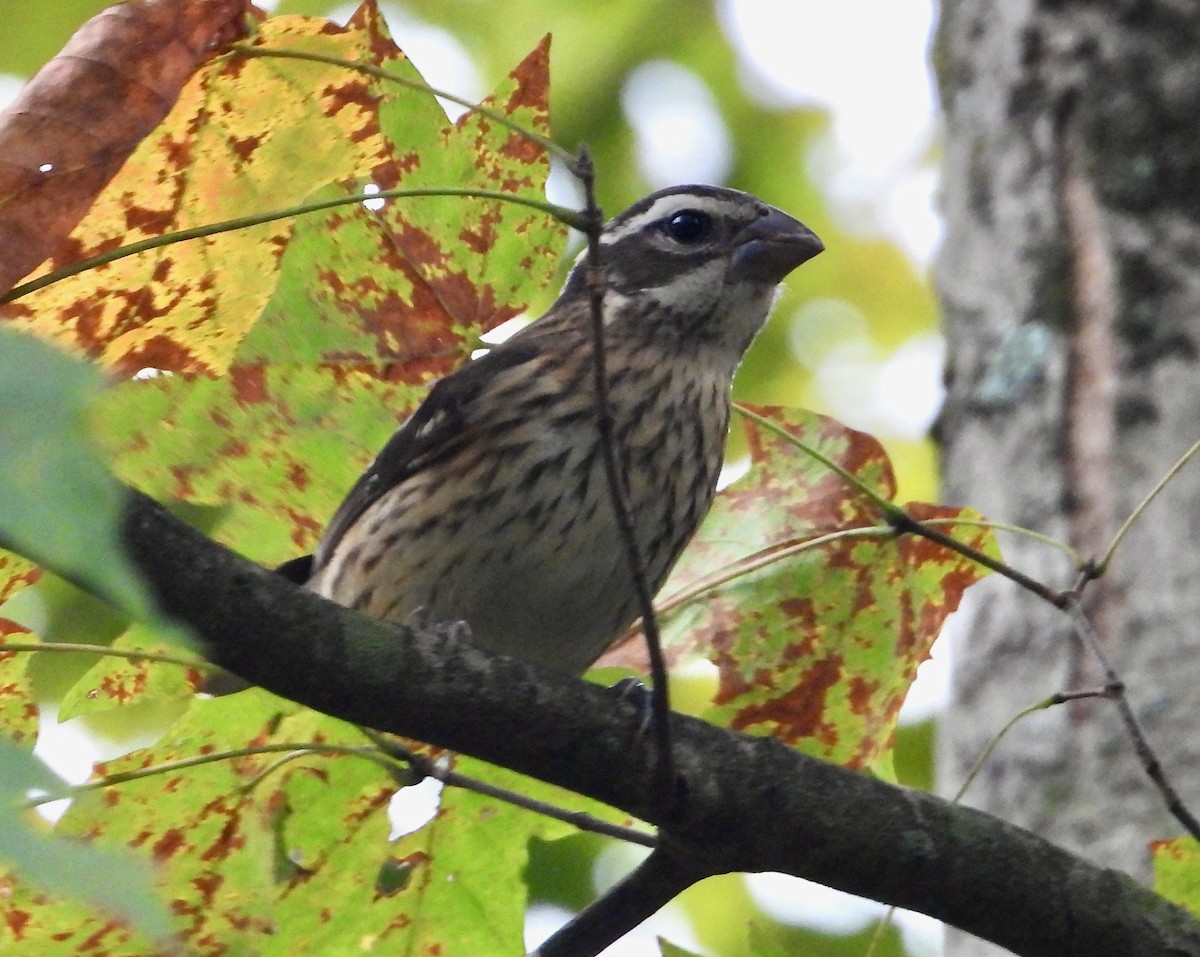 Rose-breasted Grosbeak - ML624141911