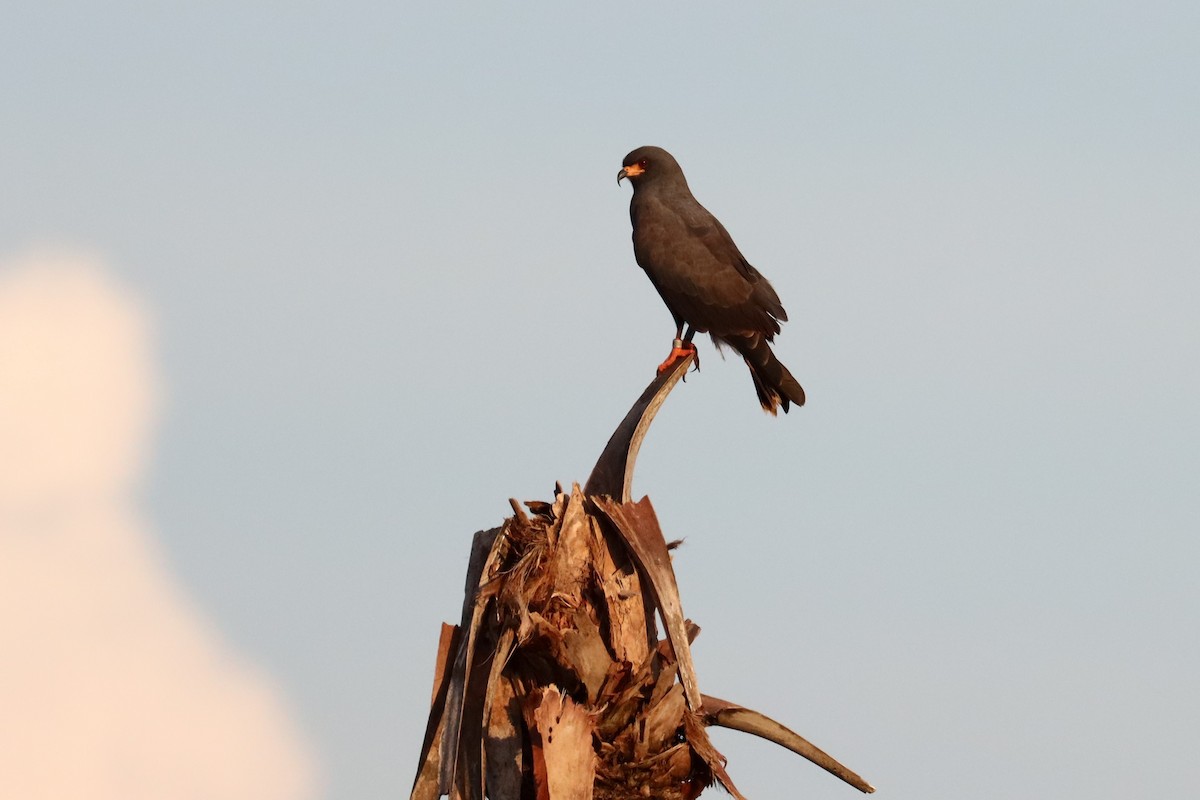 Snail Kite - Robert Stewart