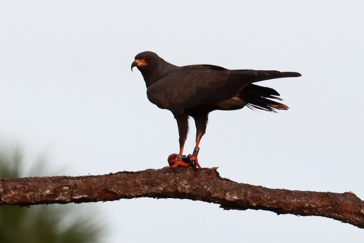 Snail Kite - ML624141913