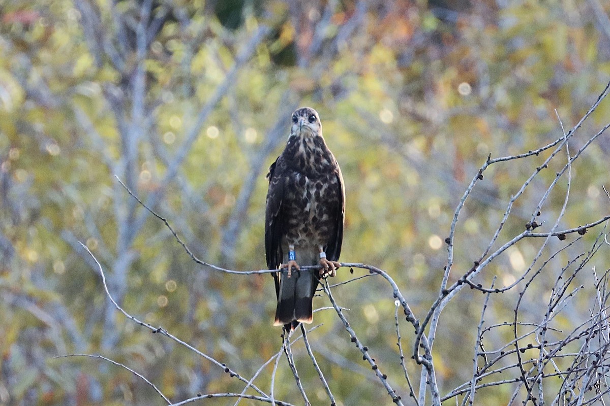 Snail Kite - ML624141914