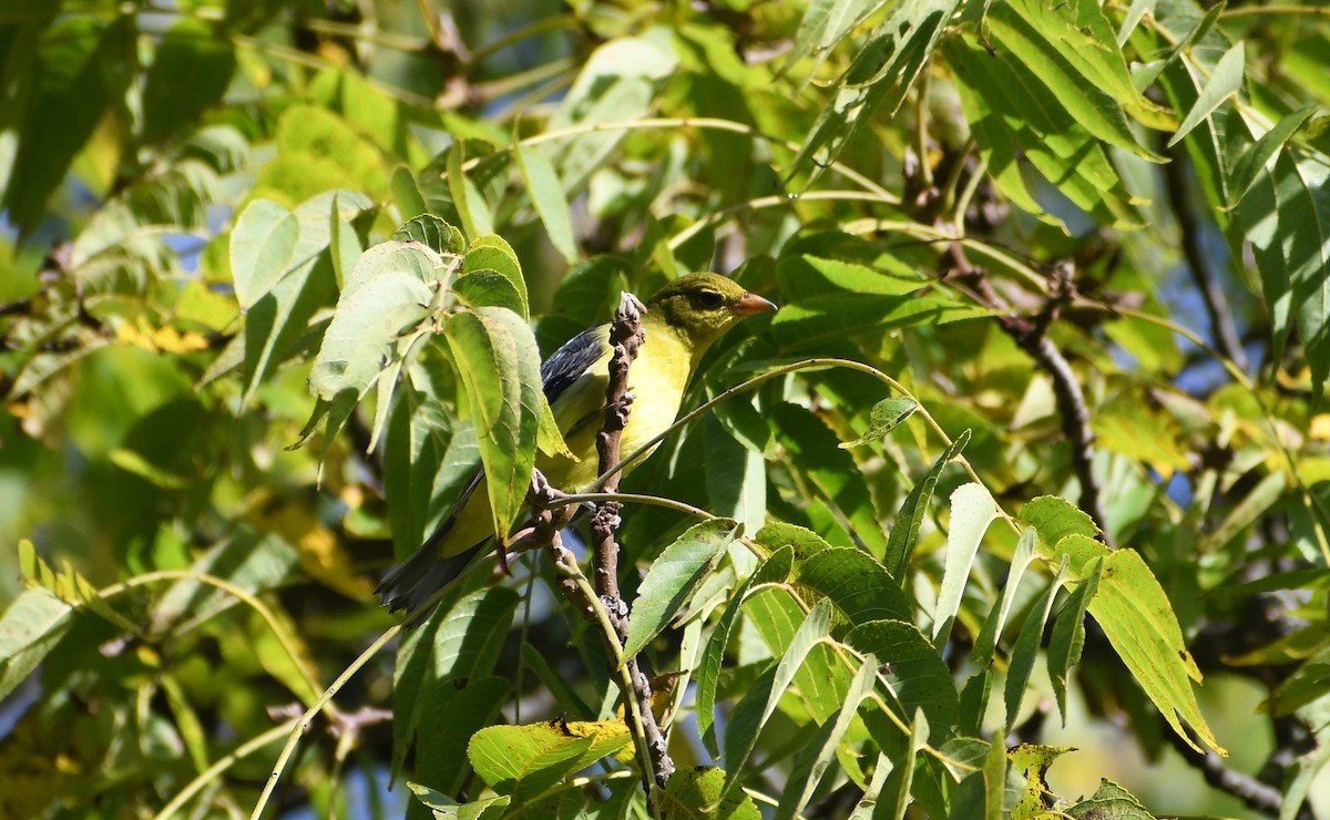 Piranga Escarlata - ML624141927