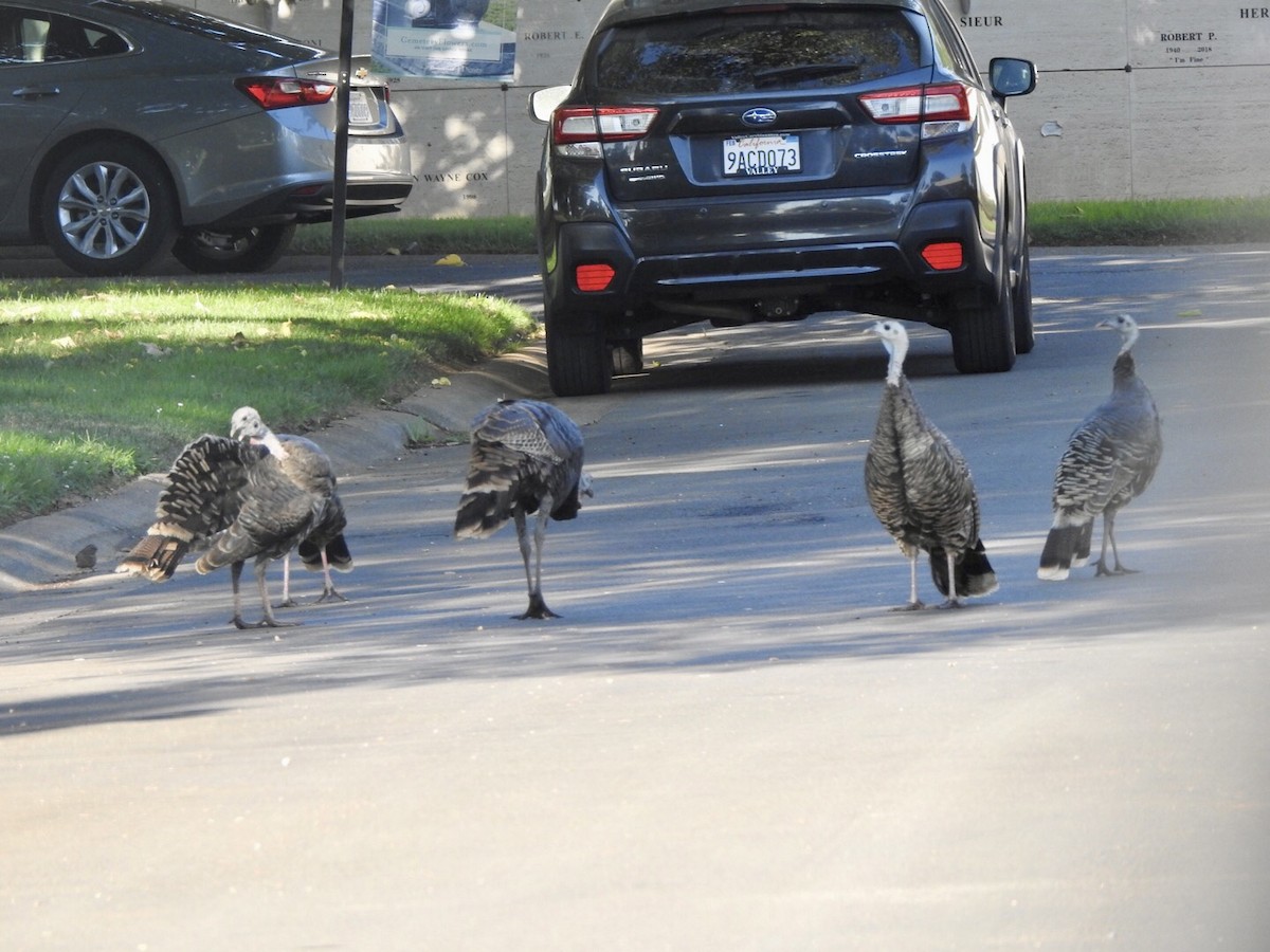 Wild Turkey - ML624141953