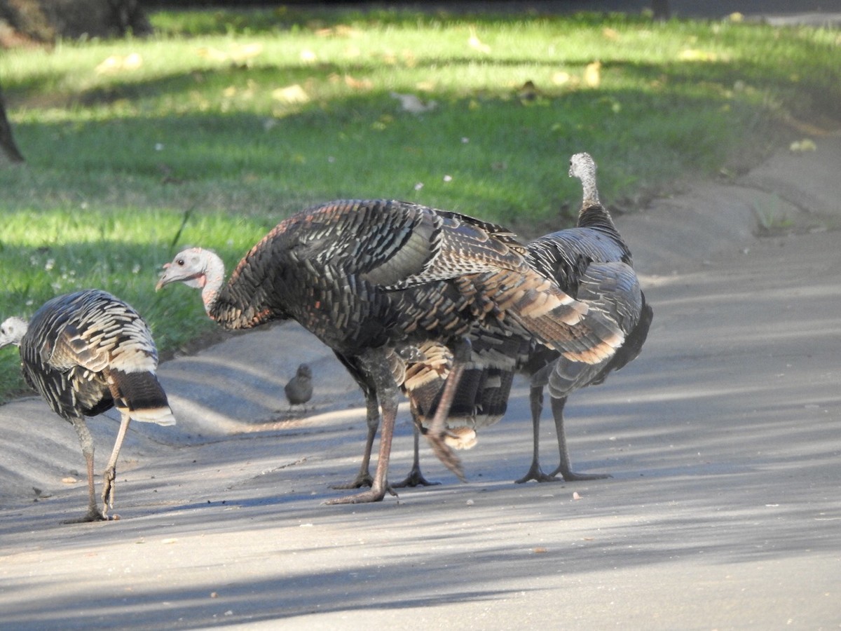 Wild Turkey - ML624141954